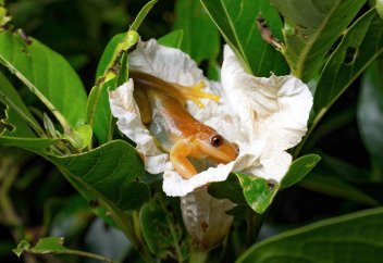 Әлемде алғаш рет өсімдікті тозаңдандыратын бақа табылды (видео)