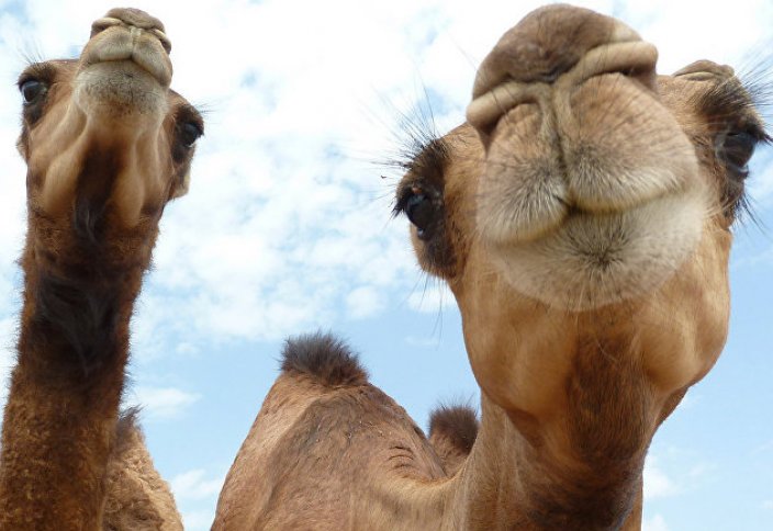 New York Times (США): сколько горбов у верблюда? В Казахстане ответ на этот вопрос не очевиден