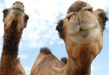 New York Times (США): сколько горбов у верблюда? В Казахстане ответ на этот вопрос не очевиден