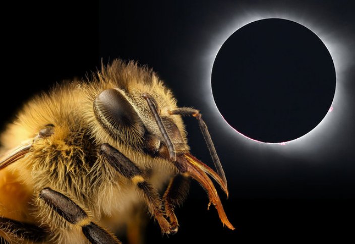 Биологи раскрыли необычную связь между пчелами и солнечными затмениями