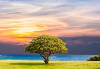 АҚШ ғалымдары ауаны тазартатын жасанды ағаш ойлап тапты