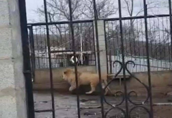 Льва держал в крестьянском хозяйстве алматинец (видео)