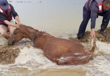 8 мыңнан астам мал қырылды: Өтемақыны қалай алады?