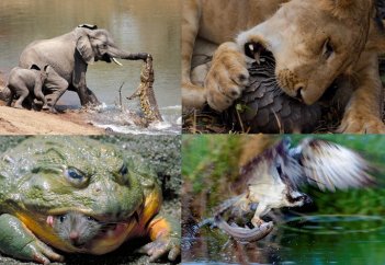 Явлется ли жизнь ареной борьбы за выживание?