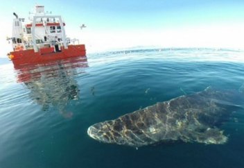 Ғалымдар төрт ғасырға дейін өмір сүретін теңіз жануарын анықтады