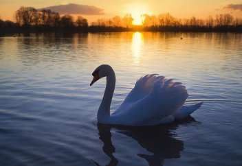 Найденных в степи Мангистау лебедей выпустили в озеро (ВИДЕО)