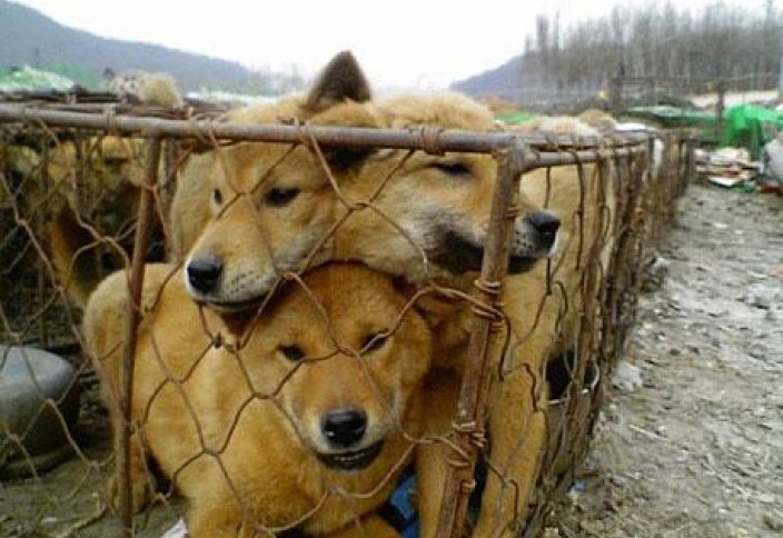 В Южной Корее запретили убивать собак для еды