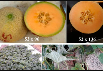 Cелекционерлер құрғақшылыққа төзімді қауынның екі түрін шығарды