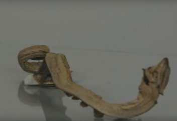 Фараонова змея: термическое разложение роданида ртути