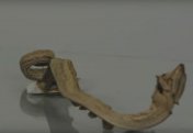 Фараонова змея: термическое разложение роданида ртути