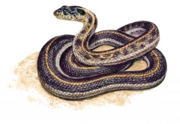 Аңыз бен шындықтың салмағы