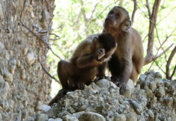Опровергнут один из главных мифов о происхождении человека (видео)