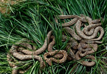 Бір аралда 4 мыңнан астам жылан мекендеуде (фото)