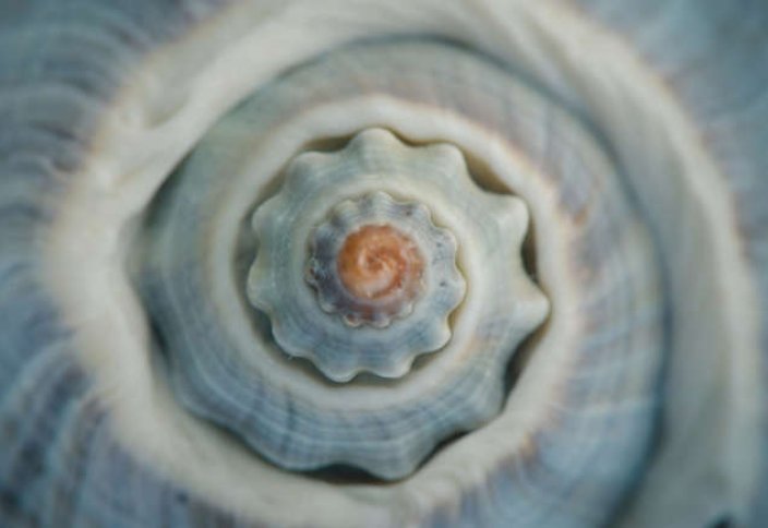 Математика, лежащая в основе гармоничных форм природы