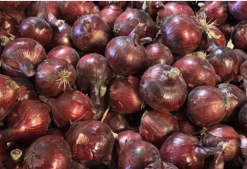 Новый сорт красного лука, устойчивого к пероноспорозу, представила BASF|Nunhems