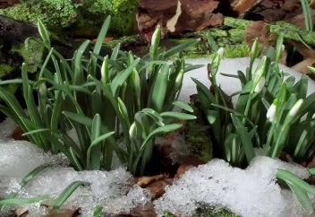 Тамсандырған табиғат