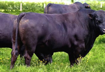 Бұқаның салмағы 900 кг. Қазақстанда асыл тұқымды малды іріктеудің жаңа тәсілі жасалды