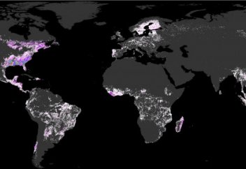Кофенің кесірінен тропикалық орман жойылу алдында тұр