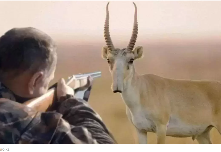 Не халяль: чем опасно мясо сайгака