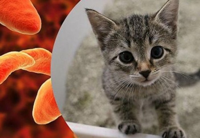 Ученые выяснили, что "кошачий" паразит живет в мозгу человека и управляет его поведением (видео эксперимент)