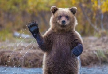 Жануарлар әлемі: Аю омартадан бал ұрлады (видео)