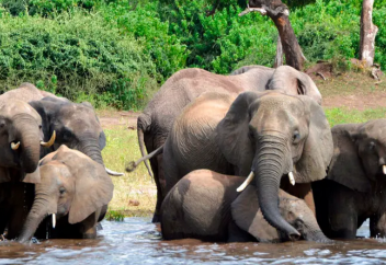 Бостбан билігі пілдердің қаптап кеткеніне алаңдаушылық білдіруде