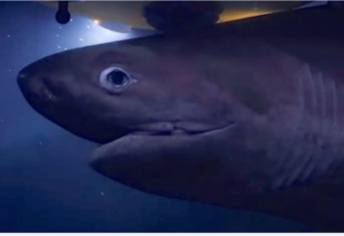 Атаку гигантских акул на подводную лодку сняли на видео (видео)