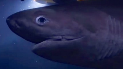Атаку гигантских акул на подводную лодку сняли на видео (видео)