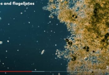 Ғалымдар жаңбырлы шалшық ішіндегі микроскопиялық әлемді таспаға тартып алды (видео)