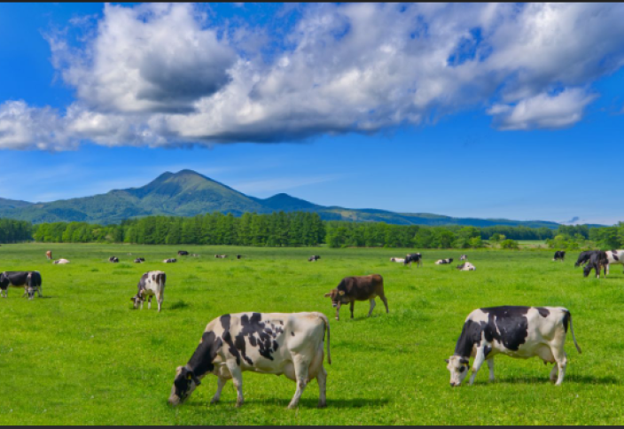 Япония собирает почти миллион коров на небольшом острове: им удаётся заставить их производить не только молоко