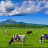 Япония собирает почти миллион коров на небольшом острове: им удаётся заставить их производить не только молоко