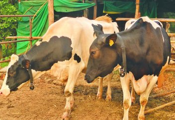 В Синдхули коровы связаны между собой