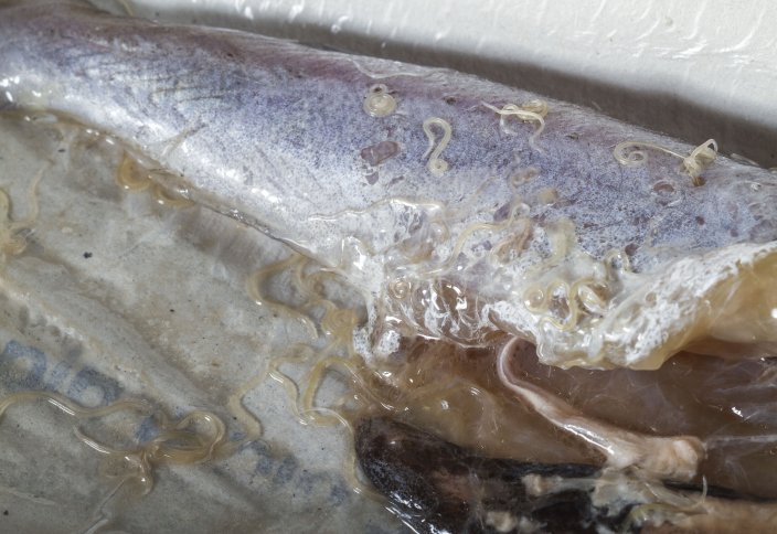 За 40 лет число гельминтов, передающихся человеку от рыбы, выросло в 283 раза