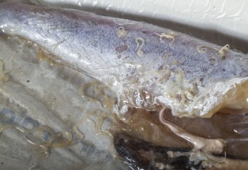 За 40 лет число гельминтов, передающихся человеку от рыбы, выросло в 283 раза