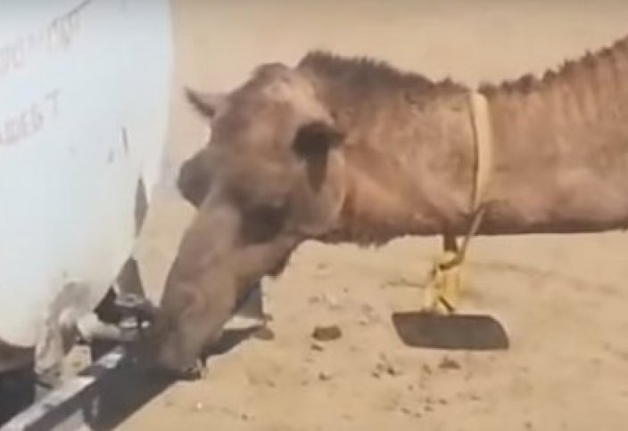 Жануарлар әлемі: Су ішкен түйенің саналылығы жұртты таңғалдырды (видео)