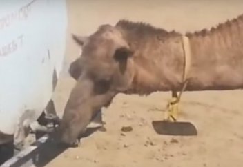 Жануарлар әлемі: Су ішкен түйенің саналылығы жұртты таңғалдырды (видео)