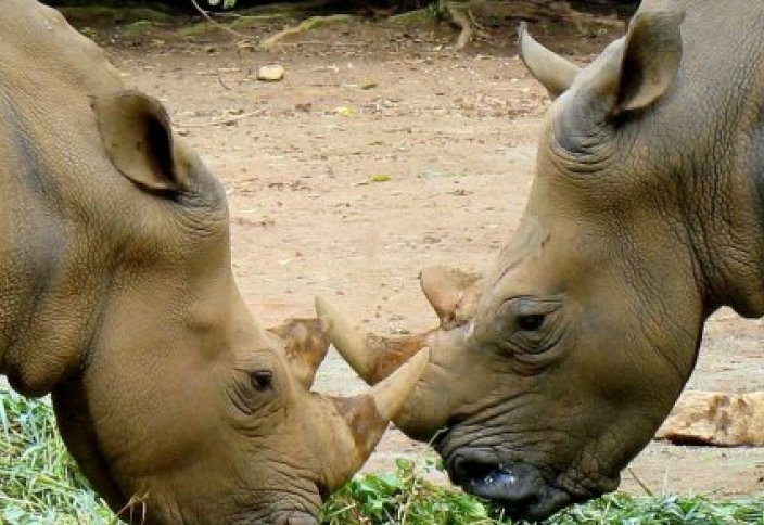 Битва двух носорогов попала на видео