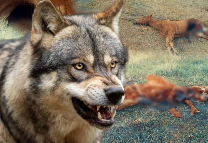 2026 жылы қасқыр мен шибөріні қай өңірлерде атуға болады