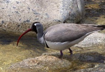 Орақтұмсық жыл құсы деп танылды