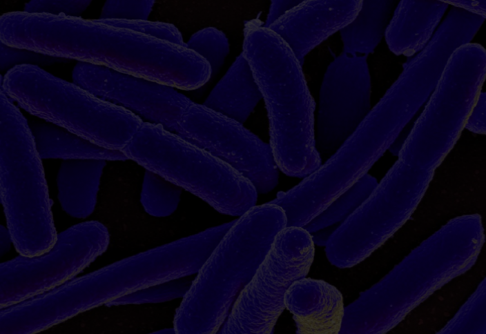 Антибиотикке бой бермейтін бактерияның жаңа түрі табылды
