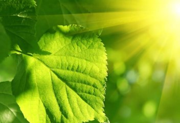 Ғалымдар фотосинтез жылдамдығын арттыру арқылы астықтың түсімін ұлғайтпақ