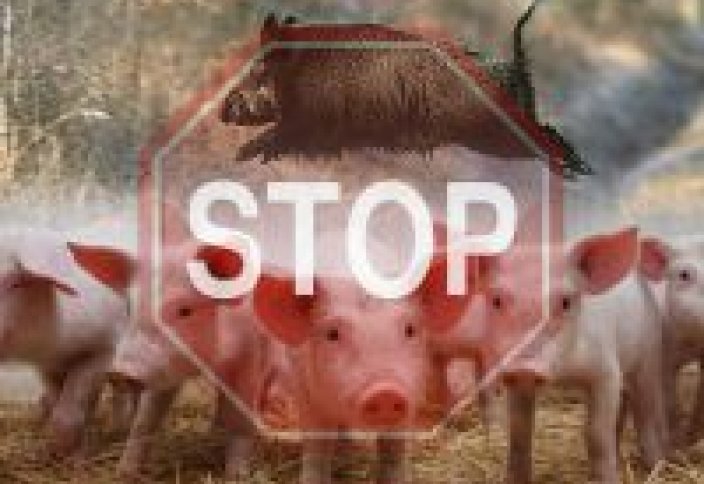 Новые очаги чумы свиней выявлены в шести странах мира