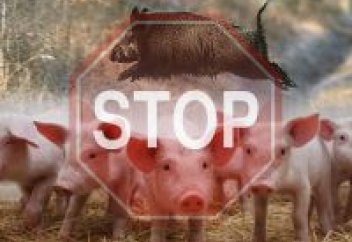 Новые очаги чумы свиней выявлены в шести странах мира
