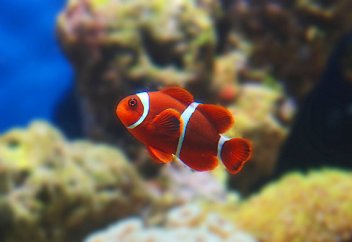 Разрешено ли по шариату держать в клетке птиц, в аквариуме рыбок?