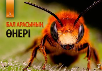 Бал арасының өнері