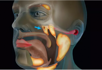 Адам организімінен жаңа ағза (орган) табылды
