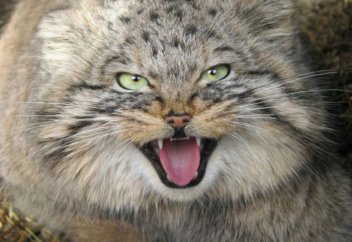 ШҚО тауларындағы сирек кездесетін аңдар фотоқақпанға түсіп қалды (ФОТО)