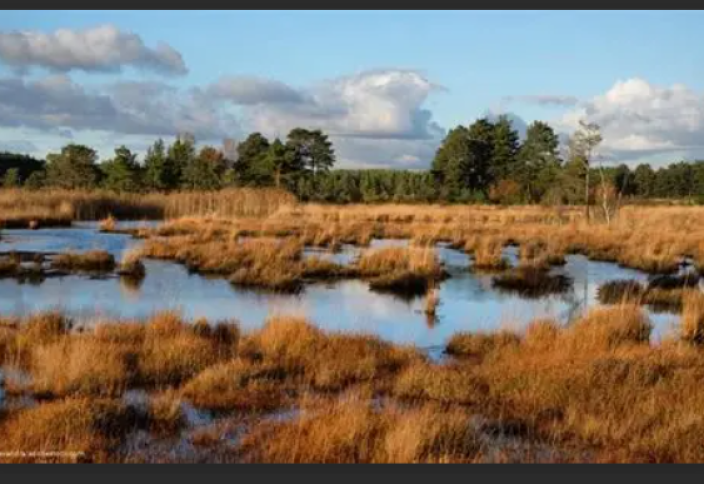 2050 жылға қарай әлемнің сулы-батпақты жерлерінің шамамен 20% жойылуы мүмкін