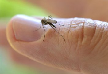 Масаның адамды табуына көмектесетін нәрсе аталды