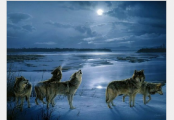 Волки окружают! Чем это грозит нам?